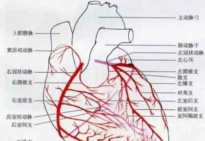 心臟供血不足能治好嗎 心臟供血不足怎么調(diào)理？胸悶心臟供血不足怎么辦？