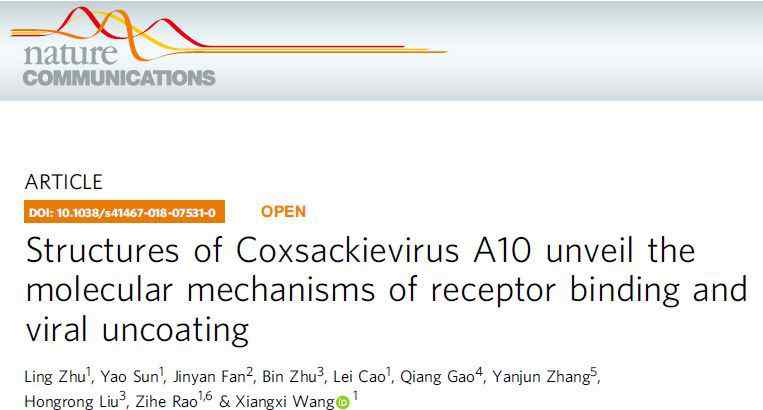 柯薩奇病毒 饒子和/王祥喜團(tuán)隊(duì)解析柯薩奇病毒A10結(jié)構(gòu)并揭示其結(jié)合受體及脫衣殼的分子機(jī)制
