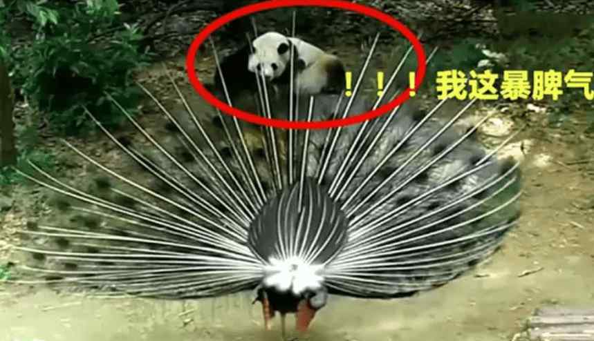 孔雀是保護動物嗎 孔雀開屏向大熊貓顯擺，大熊貓發(fā)怒：管你是幾級保護動物先揍再說