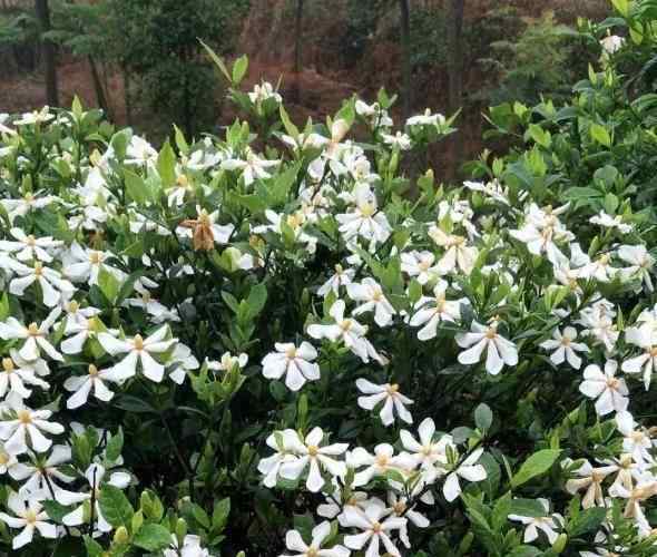 梔子花葉子發(fā)黑干枯 到了秋季，梔子花葉片卻發(fā)黑發(fā)蔫該怎么辦？從這3方面找元兇