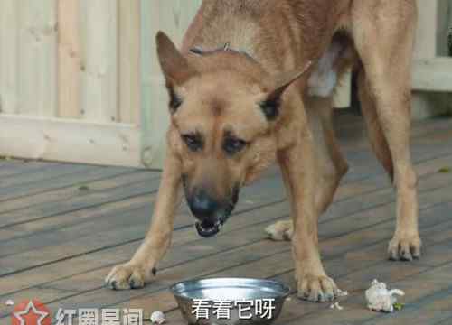 警犬是什么品種的狗 警犬來啦華哨是什么品種的狗 華哨最后成為合格的警犬了嗎