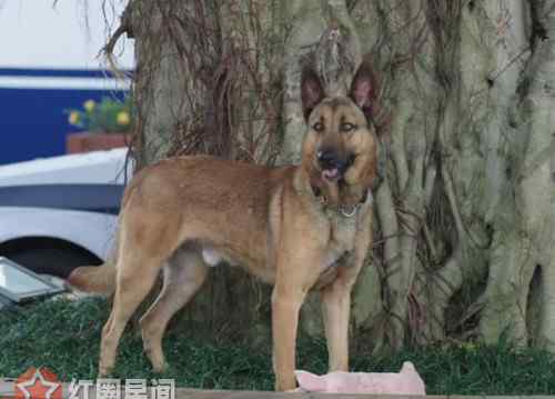 警犬是什么品種的狗 警犬來啦華哨是什么品種的狗 華哨最后成為合格的警犬了嗎