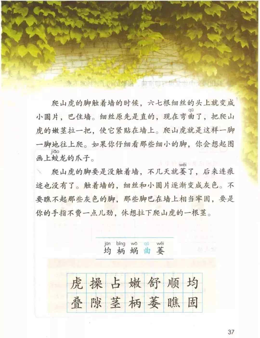 爬山虎的腳課文 部編四年級語文（上冊）第10課《爬山虎的腳》知識點+圖文解讀