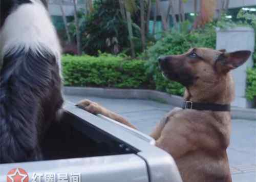 警犬是什么品種的狗 警犬來啦華哨是什么品種的狗 華哨最后成為合格的警犬了嗎