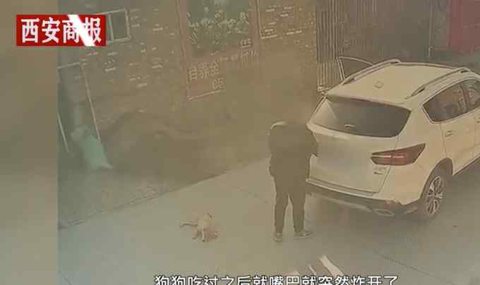 山西男子投食爆炸物后偷走柴犬！主人哭訴：我只是想把狗狗要回來(lái)