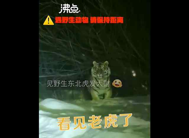 女子下班途中偶遇東北虎 雪地中漫步 神態(tài)悠閑 目前是什么情況？