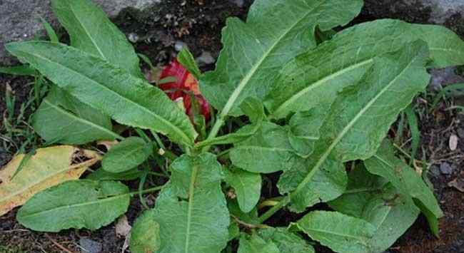 吃野菠菜的禁忌 農(nóng)村一種野菠菜，曾是窮苦人的救命菜，但根含“黃金”價(jià)值珍貴