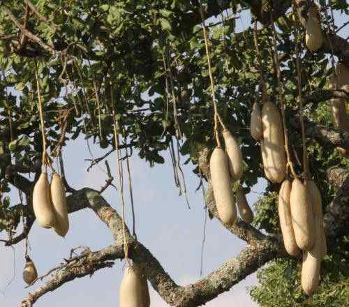 面包樹果實 世界上最神奇的樹 果實味道似面包的面包樹