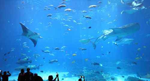 世界上最大的水族館 世界最大的水族館——新佐治亞水族館