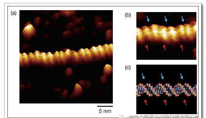 dna分子結(jié)構(gòu)圖 DNA雙螺旋結(jié)構(gòu)的原子力顯微鏡圖像