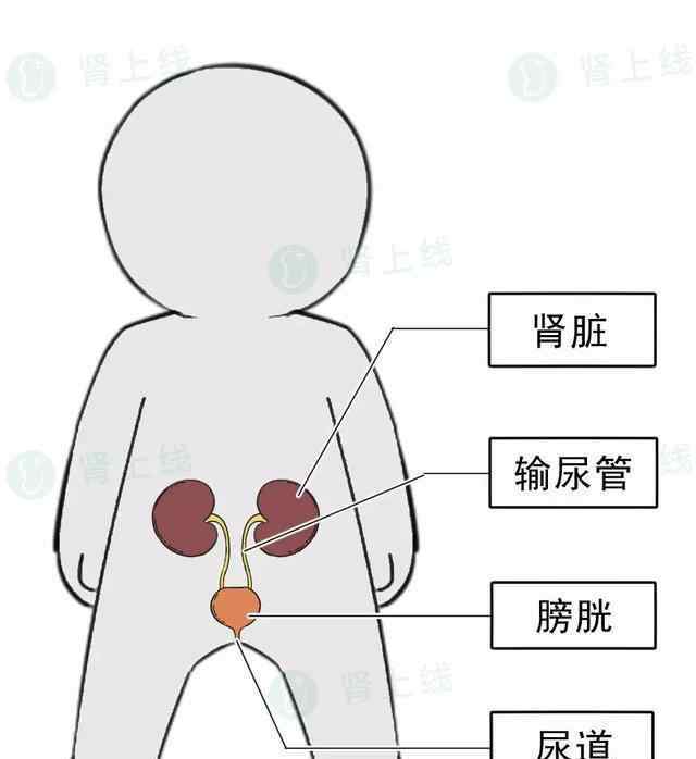 肌酐1000多有多嚴(yán)重 腎臟罷工，肌酐突然飆升至655，只因家里用了這樣?xùn)|西