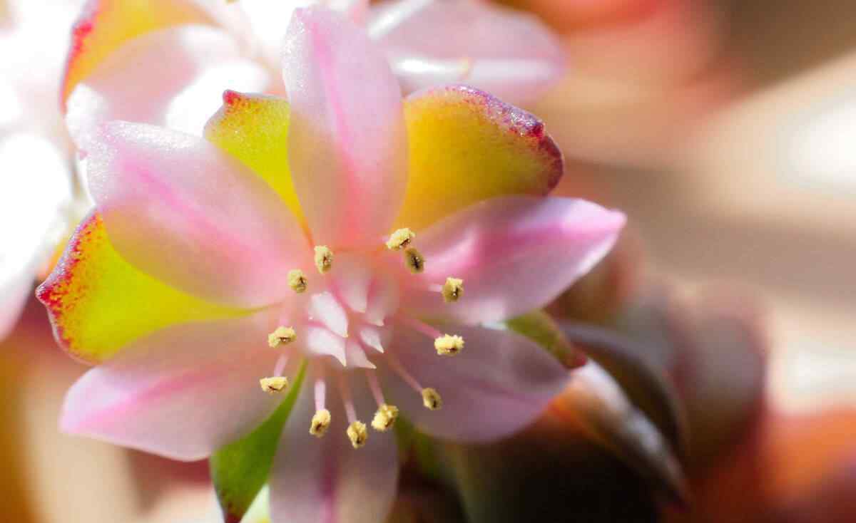 鬼臉花 一二三四五六七八九十，奇怪的“數(shù)字”花，越養(yǎng)越好看