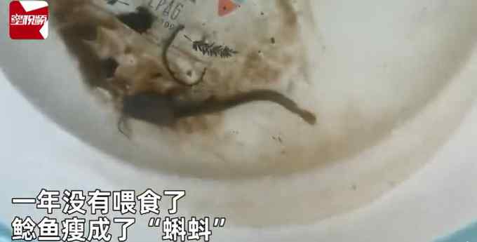 男子把鯰魚忘水缸1年沒喂食 想起來一看難以置信：驚變“蝌蚪”