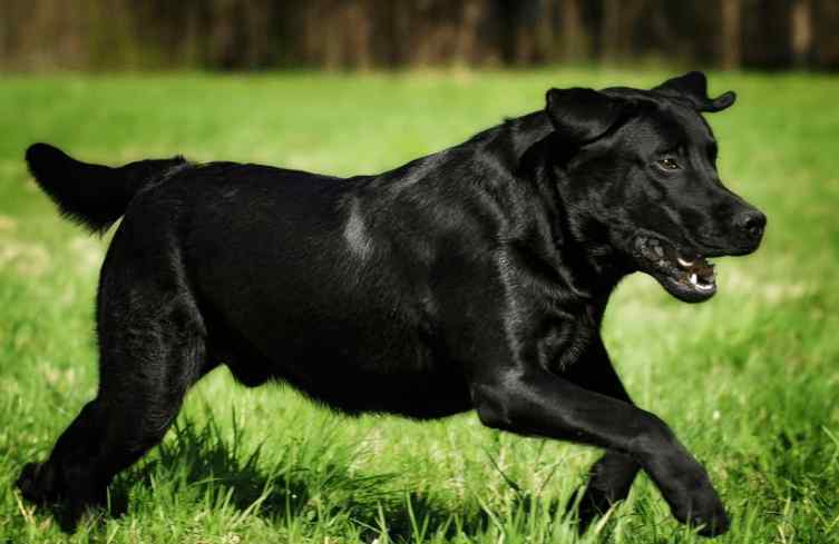 拉布拉多犬什么顏色貴 “黑色”的拉布拉多犬，為什么很多人想養(yǎng)？這幾點(diǎn)是原因