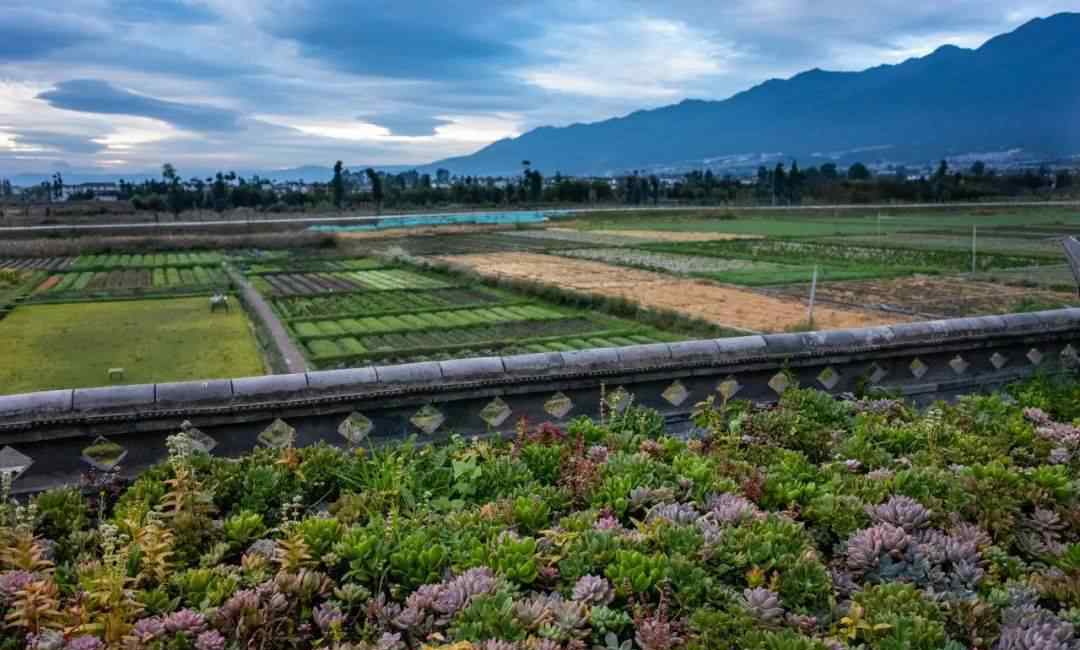 多肉墻 他們在蒼山洱海旁，種了30萬棵多肉，打造了一個7000平米的“多肉天堂”！