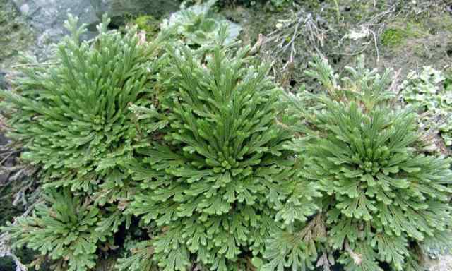 野外挖哪種植物當盆栽 野外有3種“植物”，遇水就活，非常好養(yǎng)，還能做盆景