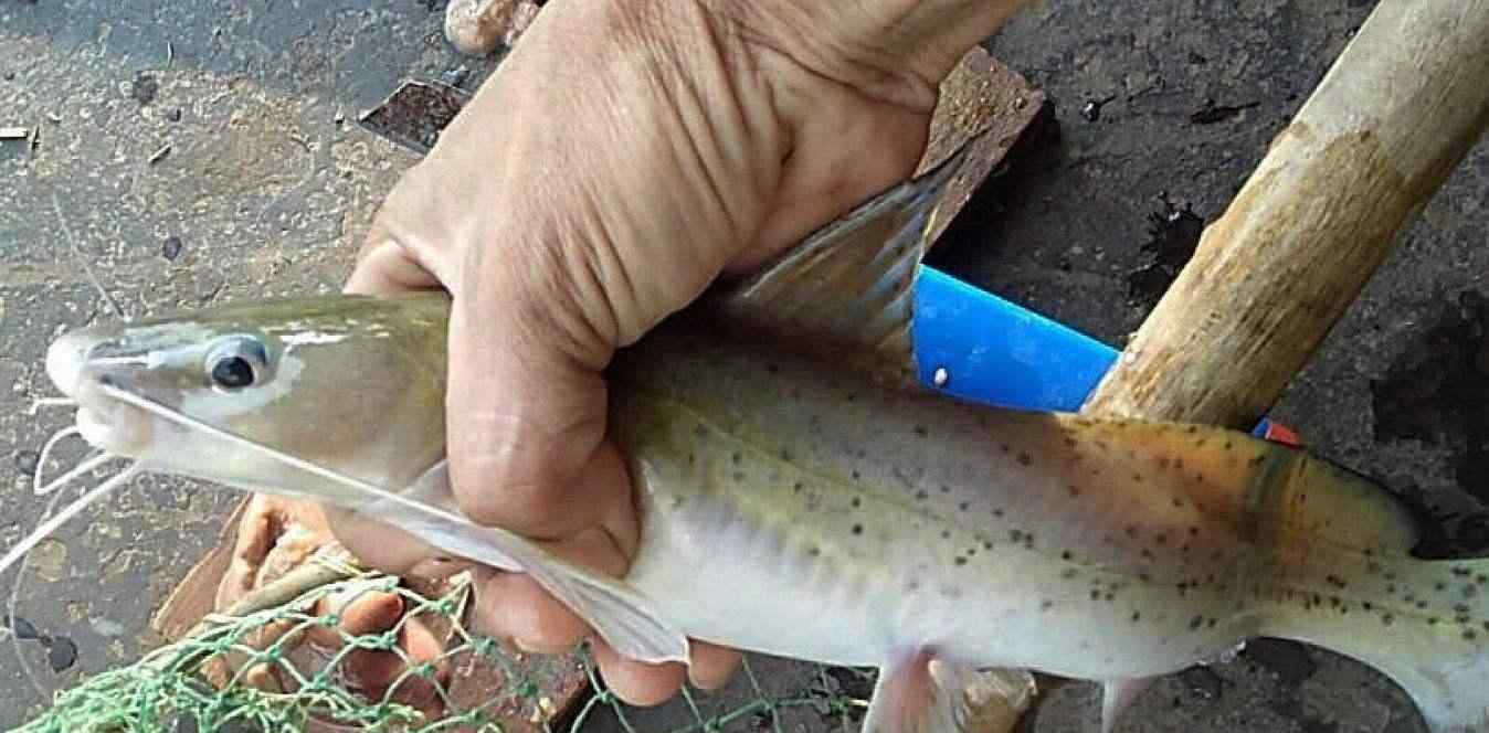 寶貝魚 稀有的寶貝魚，一斤200元，沒水還能活9小時，農(nóng)民為何不養(yǎng)?