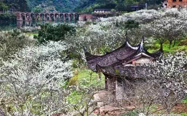 李花的詩句 【詩詞鑒賞】韓愈《李花贈張十一署》