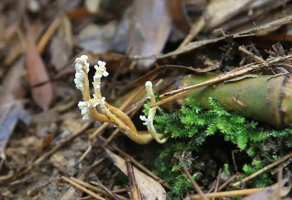 苦竹林 生長在竹林里，能遇見是你的福氣，請趕緊采挖，如今價值十分珍貴