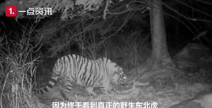 野生東北虎獵食飛撲咬住護(hù)院大狗 攝影師拍下驚險(xiǎn)瞬間 網(wǎng)友：好兇！