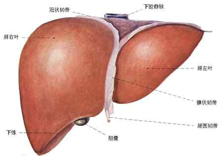 消銀膠囊 天鹿消銀膠囊吃久了會(huì)傷肝嗎？