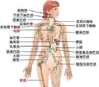 淋巴結(jié)腫大掛什么科 淋巴——你不知道的身體免疫系統(tǒng)