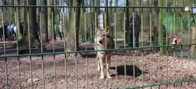 動物園狼舍現(xiàn)二哈 帶二哈到動物園看狼，狼一見如故，開始學(xué)著狗子撒歡跑