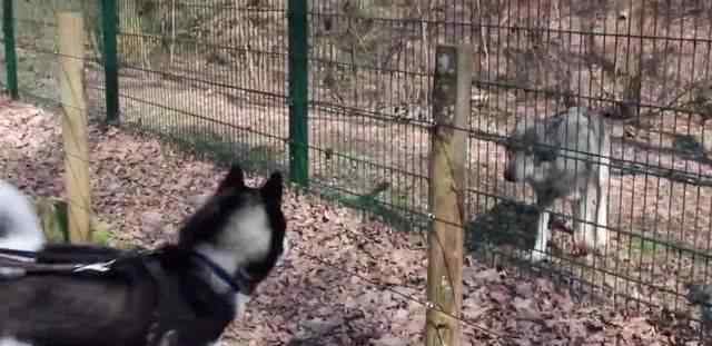 動物園狼舍現(xiàn)二哈 帶二哈到動物園看狼，狼一見如故，開始學(xué)著狗子撒歡跑