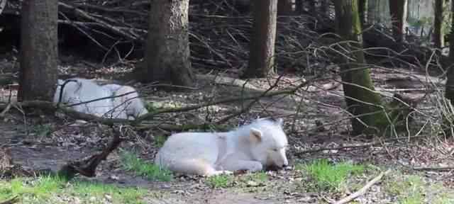 動物園狼舍現(xiàn)二哈 帶二哈到動物園看狼，狼一見如故，開始學(xué)著狗子撒歡跑