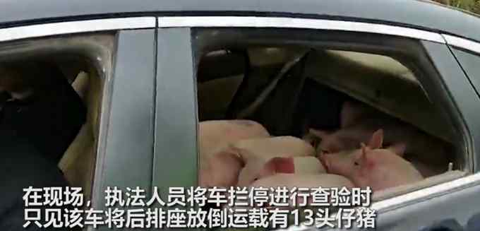 云南一男子開轎車載13頭豬崽被查 民警驚呼：我的天哪