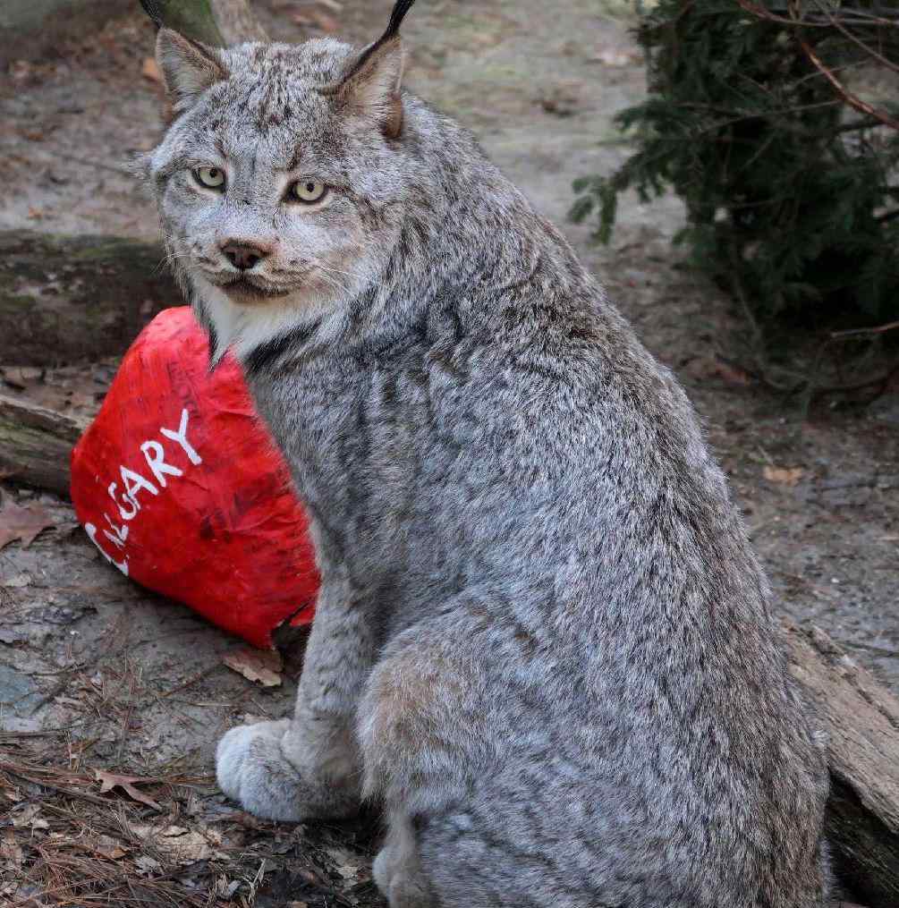 加拿大猞猁 21歲零7個(gè)月，世界第二長(zhǎng)壽加拿大猞猁被安樂死，留下7歲伴侶