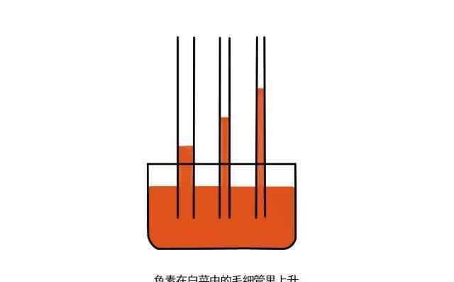 毛細(xì)作用 科學(xué)小實(shí)驗(yàn)：植物是如何“喝水”的，一個(gè)白菜吸水實(shí)驗(yàn)讓你了解毛細(xì)現(xiàn)象