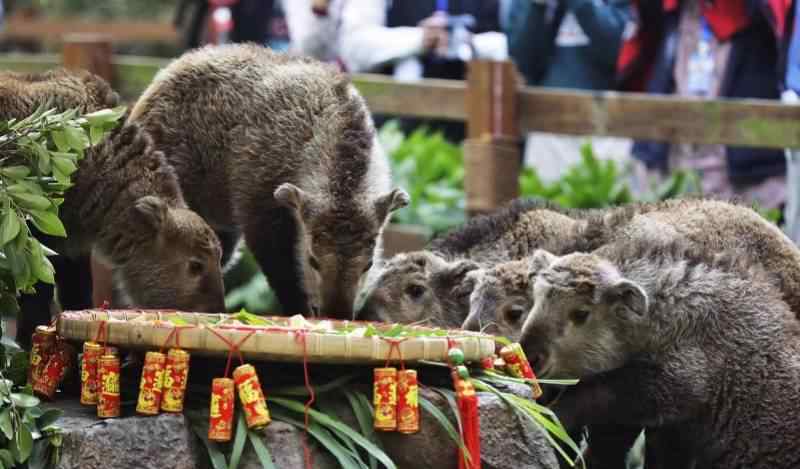 金毛羚牛 與大熊貓齊名的國寶！6頭金毛羚牛寶寶“動物幼兒園”首秀