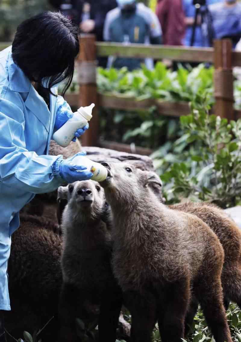 金毛羚牛 與大熊貓齊名的國寶！6頭金毛羚牛寶寶“動物幼兒園”首秀