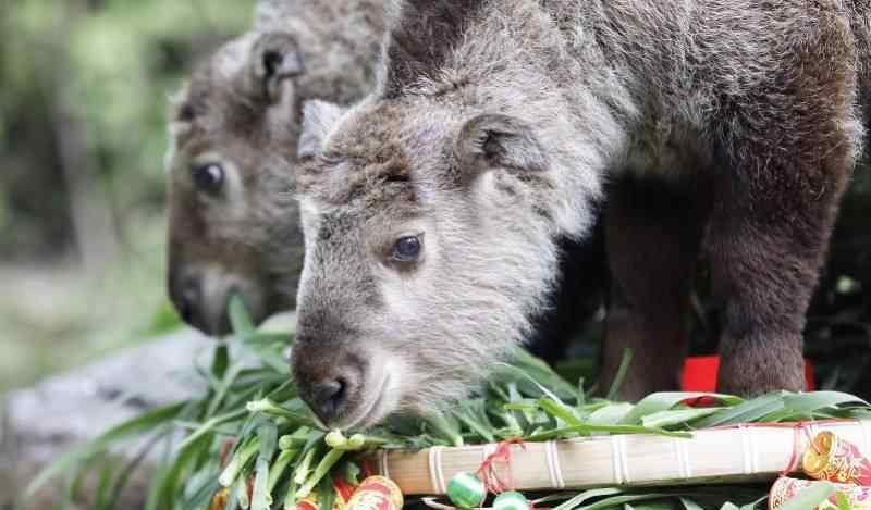 金毛羚牛 與大熊貓齊名的國寶！6頭金毛羚牛寶寶“動物幼兒園”首秀