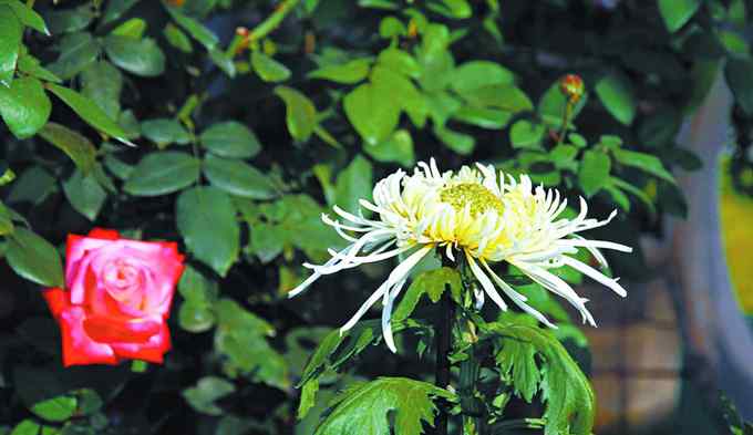 北京市花 周末跟我GO：“花中隱士”為北京市花 秋菊盎然哪里賞菊更佳？