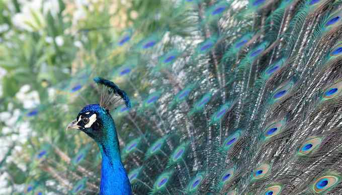 百鳥之王 中國本土大鳥竟是百鳥之王還是鳳凰原型？如今瀕臨滅絕發(fā)求救信號(hào)