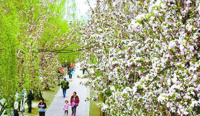 北京元大都遺址公園 元大都遺址公園里賞海棠：“解語花”下游人癡