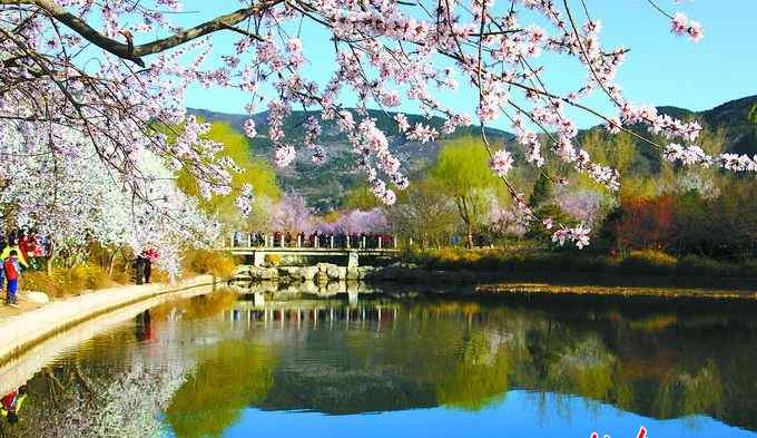 陰行草 北京之美這1790種植物是大功臣 愛北京可從認(rèn)識土著植物開始