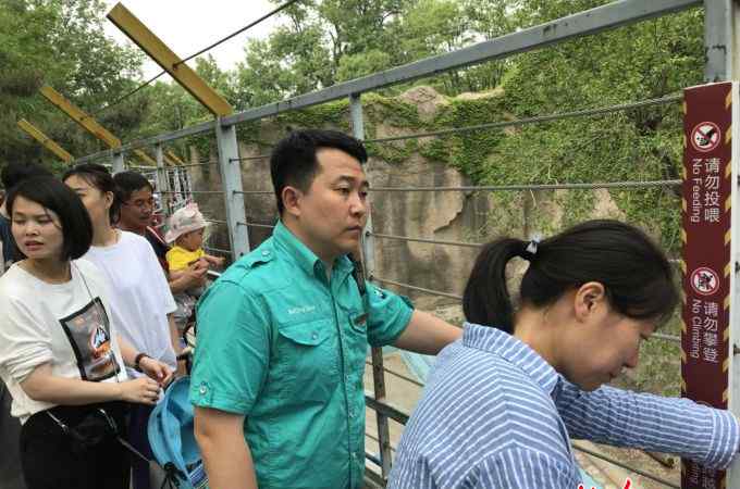 北京動(dòng)物園老虎吃人 北京動(dòng)物園獅虎山重裝后首次接待游人 看看“猛獸管家”的勞動(dòng)節(jié)