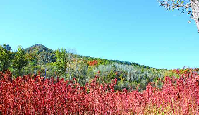 紅藜麥 北京延慶下虎叫村盤山公路旁紅藜麥大豐收 紅色麥浪甚是壯觀