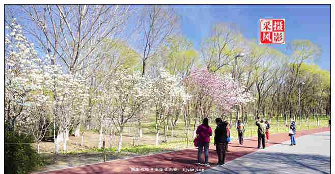 北京奧林匹克森林公園 北京奧林匹克森林公園的春天