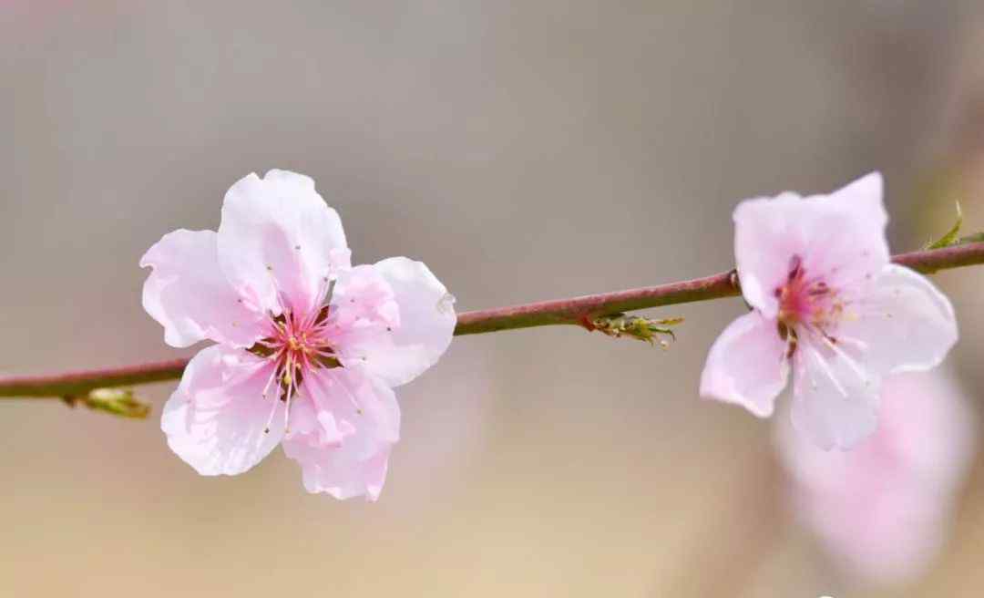 北京平谷桃花節(jié) 想體驗(yàn)22萬(wàn)畝桃花海？平谷桃花節(jié)開(kāi)幕，賞花路線看這個(gè)就對(duì)了！