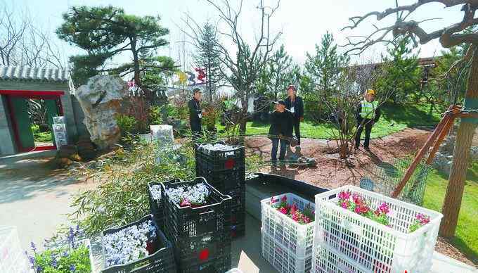 藍(lán)薊 香雪球、野藍(lán)薊……世園會內(nèi)滿園春色 仿佛步入“人間四月天”