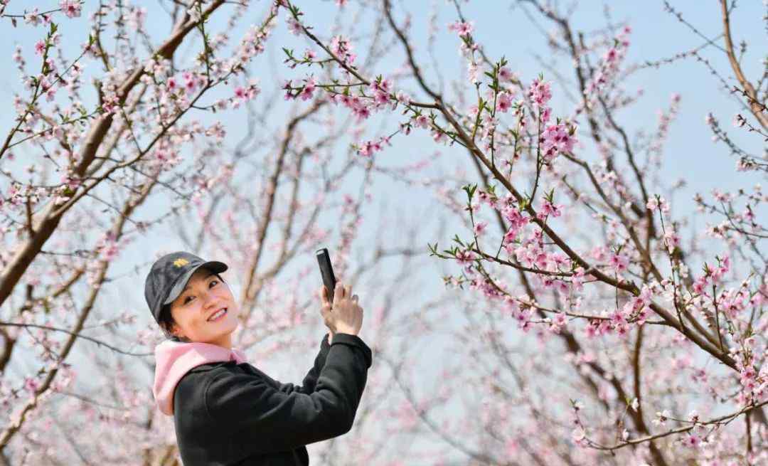 北京平谷桃花節(jié) 想體驗(yàn)22萬(wàn)畝桃花海？平谷桃花節(jié)開(kāi)幕，賞花路線看這個(gè)就對(duì)了！