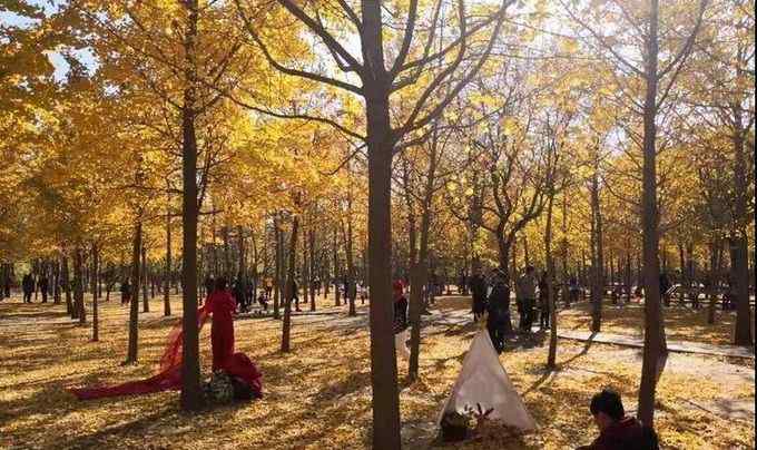 天元郊野公園 孟冬時(shí)節(jié)賞銀杏景觀 到北京豐臺(tái)天元公園體驗(yàn)“遍地黃蝶迎冬風(fēng)”