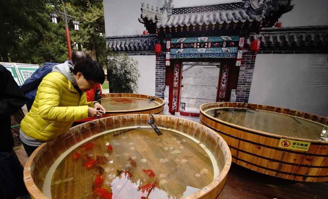 迎春魚(yú)的幼魚(yú) 感受老北京景山“木海觀魚(yú)”！35種、千余尾珍稀品種可近距離觀賞