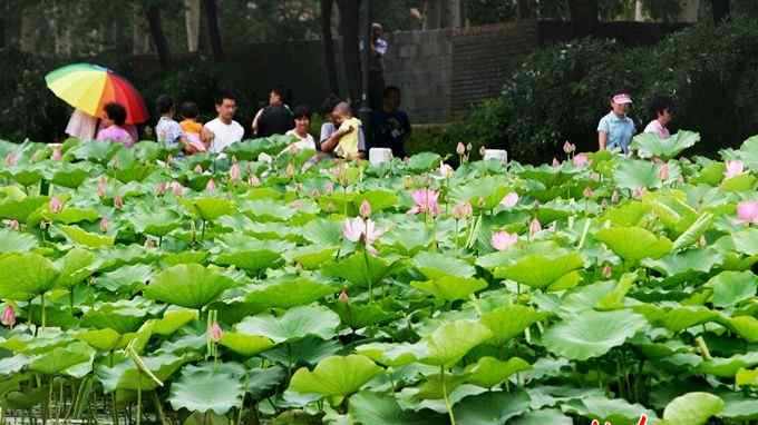 蓮花池公園 北京蓮花池公園將擴容4.2公頃，將打造三環(huán)內(nèi)“城市生態(tài)森林”