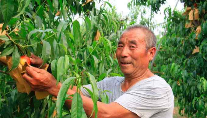 正大水果 正大集團(tuán)打造綠色健康生態(tài)鏈? 正大甜心桃盛大開(kāi)園