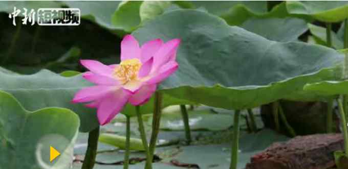 古蓮子 圓明園百年古蓮復(fù)活開花依然嬌艷欲滴，古蓮子曾過著長期休眠生活